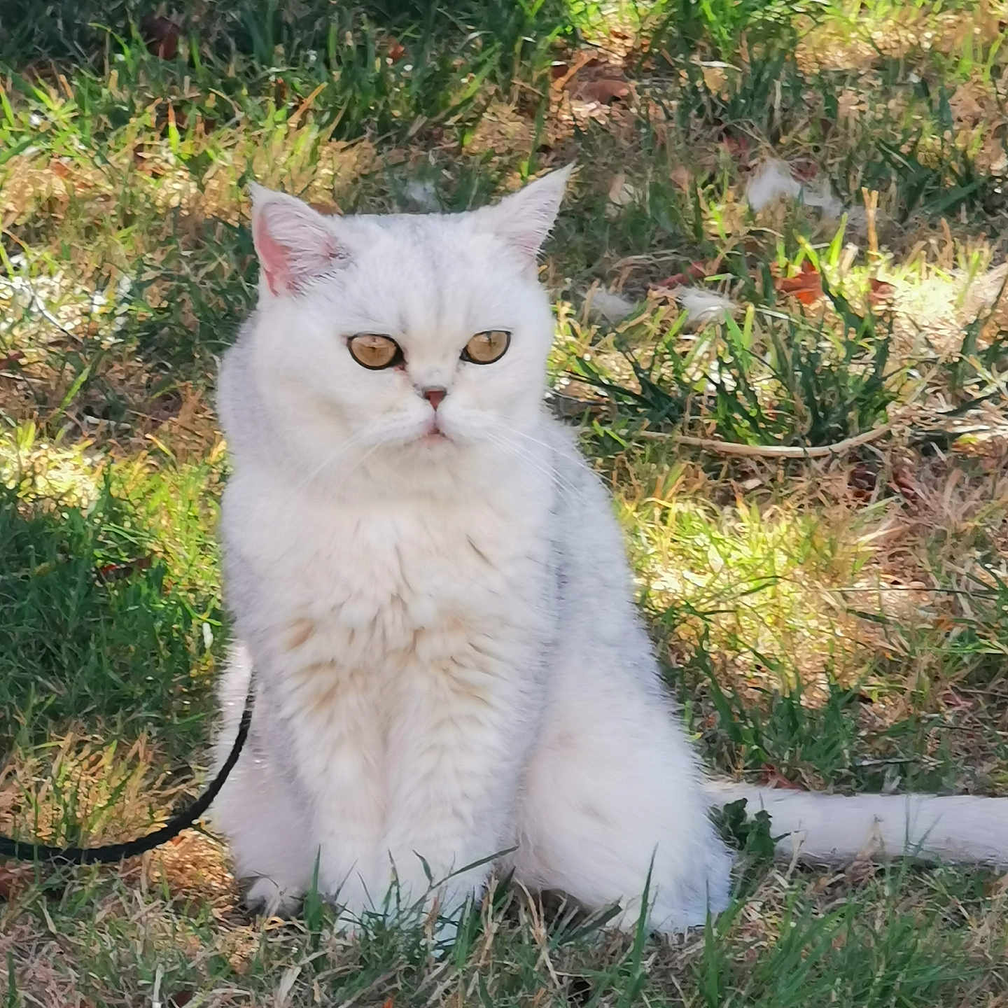 Penny a rejoint le concours — aidez-le/la à gagner de superbes lots ! cat, white_cat, animal, pet, grass, outdoor, nature, feline, sitting, fur, whiskers, ears, eyes, sunlight, shadow, calm, cute, leash, mammal, portrait