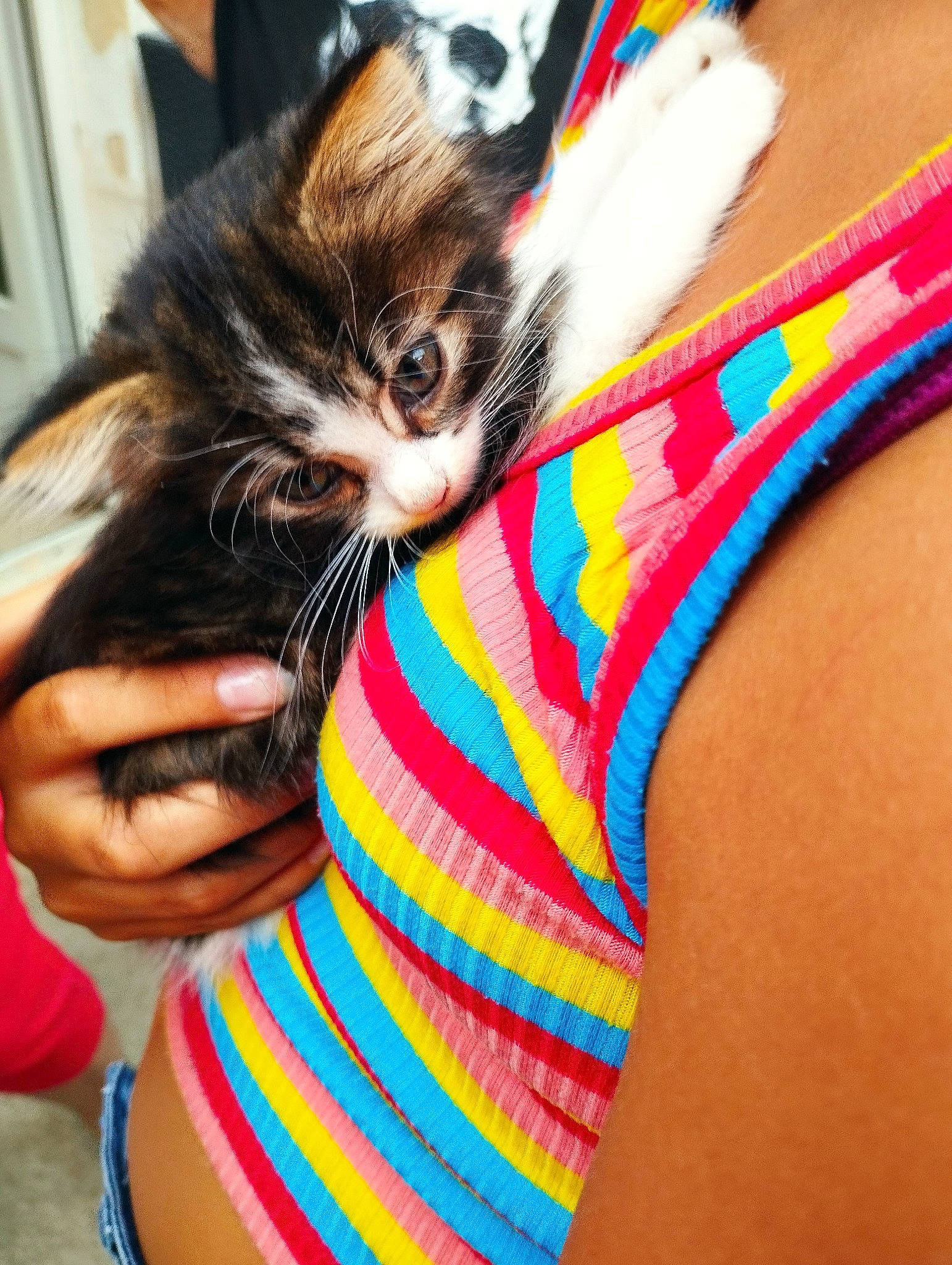 Millie a rejoint le concours — aidez-le/la à gagner de superbes lots ! bracelet, cat, elbow, felidae, finger, foot, happy, human_body, human_leg, lap, leg, nail, neck, selfie, small_to_medium_sized_cats, textile, thigh, trunk, whiskers, wrist