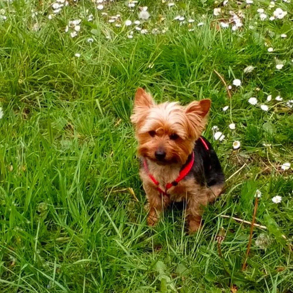 Calisse a rejoint le concours — aidez-le/la à gagner de superbes lots ! animal, canine, cute, daylight, dog, field, flowers, fur, garden, grass, greenery, nature, outdoor, pet, plants, red_harness, sitting, small_dog, spring, yorkshire_terrier