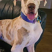 Willow is registered to the contest to win money with this photo: animal_portrait, armrest, brown_spots, canine, closeup, couch, dog, domestic_animal, ears_floppy, floor, friendly, happy, indoor, light_fur, living_room, pet, purple_collar, spotted_fur, tongue_out, young_dog