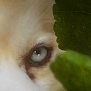 Layko a rejoint le concours — aidez-le/la à gagner de superbes lots ! dog, eye, blue_eye, close_up, leaf, green_leaf, nature, animal, pet, snout, fur, whisker, outdoor, portrait, curious, hiding, watching, muzzle, canine, background_blur