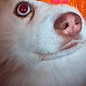Layko a rejoint le concours — aidez-le/la à gagner de superbes lots ! dog, close_up, white_fur, pink_nose, orange_hat, pet, animal, curious, face, fur, eye, portrait, domestic_animal, cute, expression, wearing_hat, snout, whiskers, indoors, pink