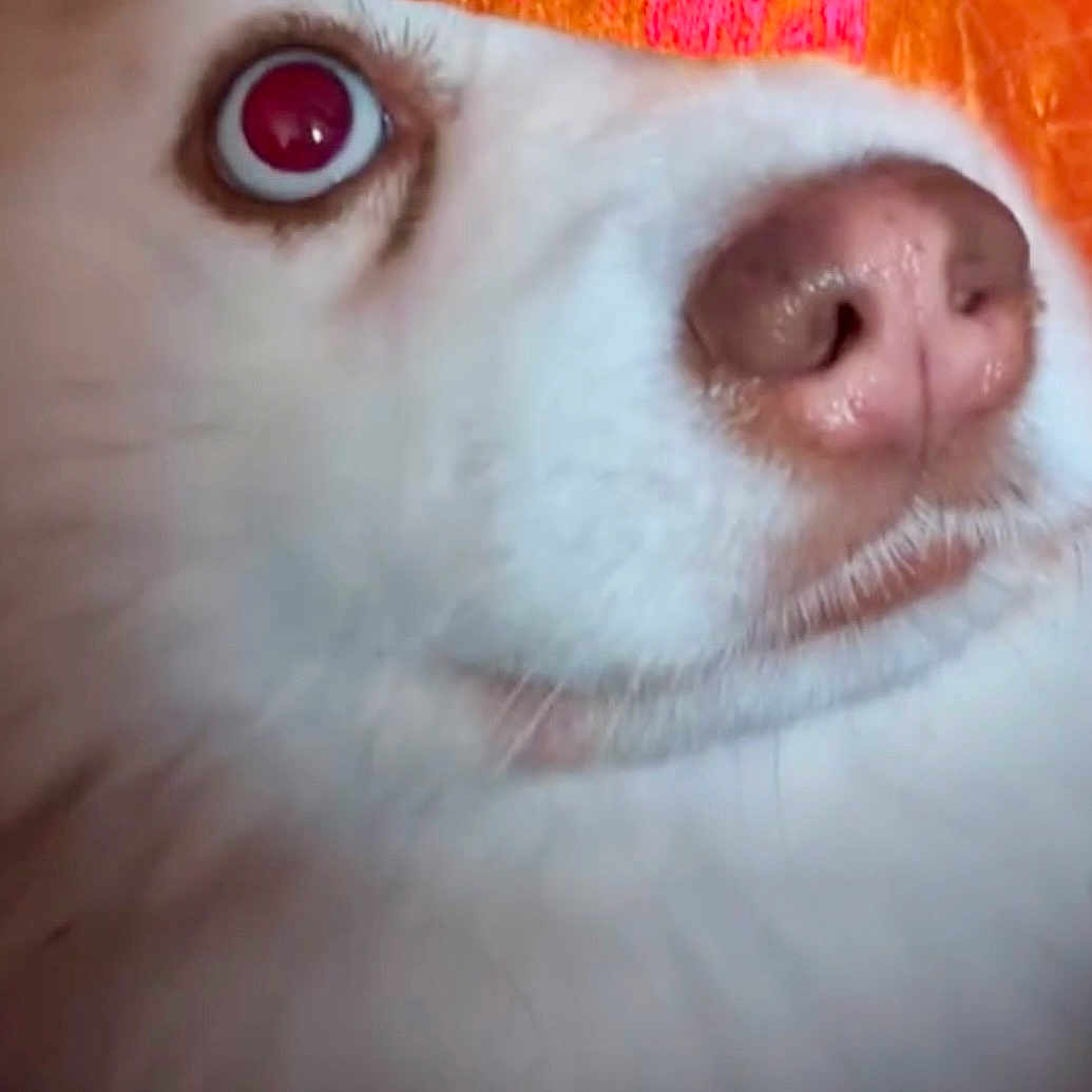 Layko a rejoint le concours — aidez-le/la à gagner de superbes lots ! dog, close_up, white_fur, pink_nose, orange_hat, pet, animal, curious, face, fur, eye, portrait, domestic_animal, cute, expression, wearing_hat, snout, whiskers, indoors, pink