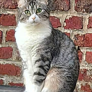 Boulette participe au concours pour gagner de l'argent avec cette photo : animal, brick_wall, cat, close_up, curious, cute, domestic_animal, ears, feline, fur, green_eyes, mammal, nature, outdoor, pet, portrait, sitting, tabby_cat, texture, whiskers