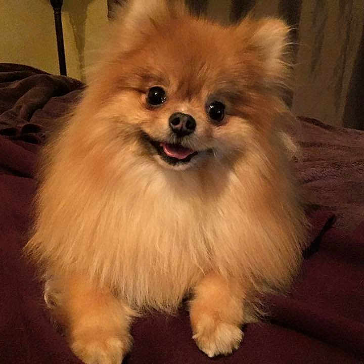 Pinecone is registered to the contest to win money with this photo: ancient_dog_breeds, canidae, carnivore, companion_dog, dog, dog_breed, fur, german_spitz, german_spitz_klein, german_spitz_mittel, mammal, pomeranian, puppy, skin, snout, spitz, toy_dog, vertebrate, volpino_italiano, whiskers