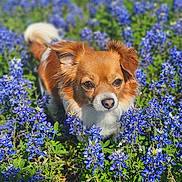 Merida Soto joined the competition — help win amazing prizes! dog, small_dog, outdoor, flowers, blue_flowers, grass, nature, sunlight, pet, animal, fur, ears, face, snout, greenery, field, plant, spring, looking, close_up