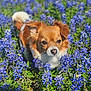 dog, small_dog, outdoor, flowers, blue_flowers, grass, nature, sunlight, pet, animal, fur, ears, face, snout, greenery, field, plant, spring, looking, close_up