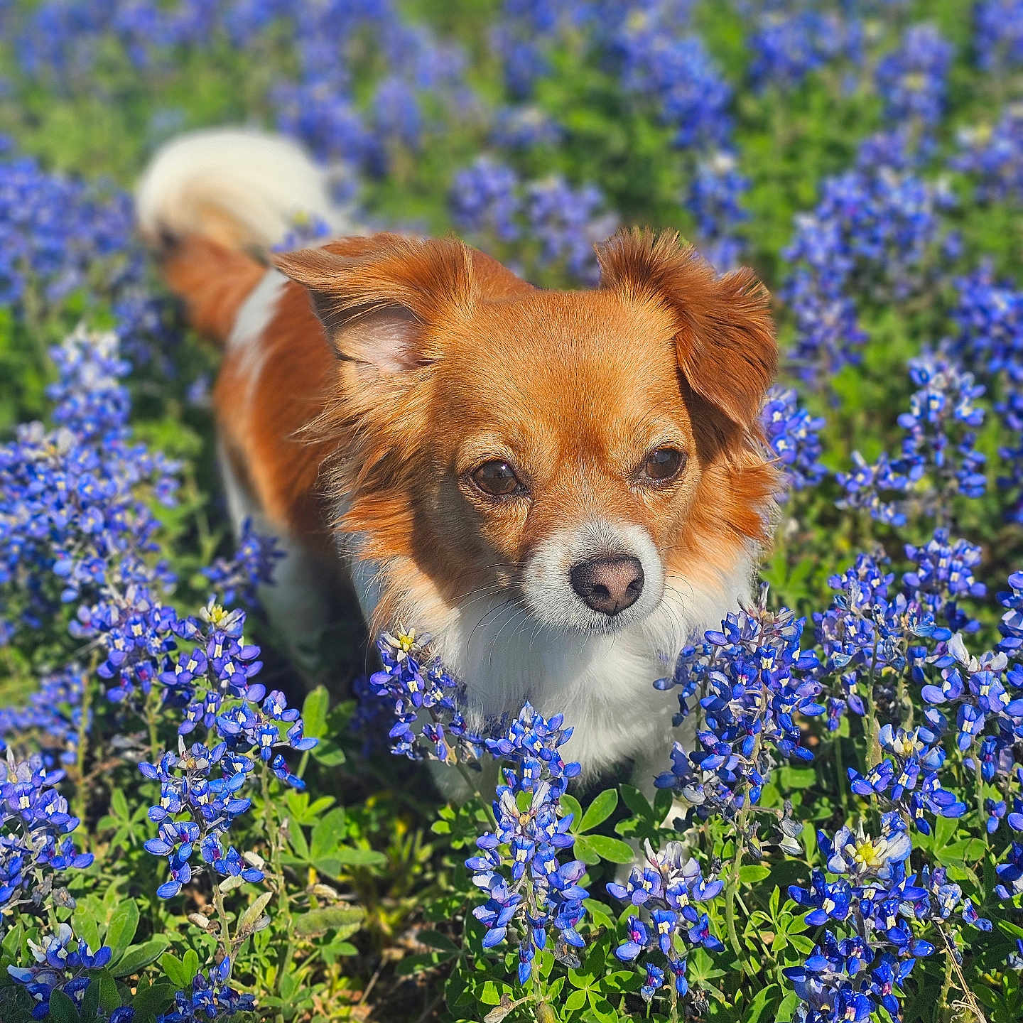 Merida Soto joined the competition — help win amazing prizes! animal, blue_flowers, close_up, dog, ears, face, field, flowers, fur, grass, greenery, looking, nature, outdoor, pet, plant, small_dog, snout, spring, sunlight