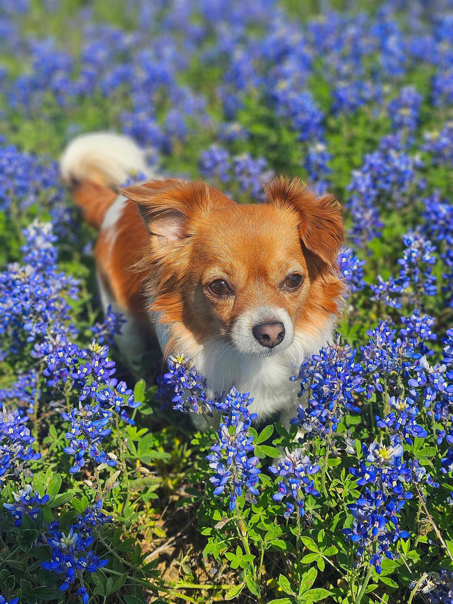 Merida Soto joined the competition — help win amazing prizes! dog, small_dog, outdoor, flowers, blue_flowers, grass, nature, sunlight, pet, animal, fur, ears, face, snout, greenery, field, plant, spring, looking, close_up