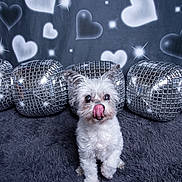 Patches is registered to the contest to win money with this photo: dog, white_dog, small_dog, tongue_out, fluffy, disco_balls, cushions, heart_shapes, sparkles, plush_carpet, indoor, cute, pet, animal, portrait, studio, decor, funny, adorable, background