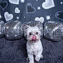 dog, white_dog, small_dog, tongue_out, fluffy, disco_balls, cushions, heart_shapes, sparkles, plush_carpet, indoor, cute, pet, animal, portrait, studio, decor, funny, adorable, background
