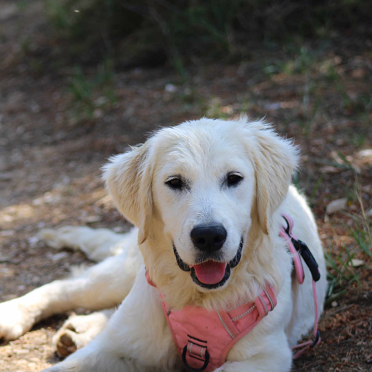 Valka a rejoint le concours — aidez-le/la à gagner de superbes lots ! accessories, animal, canine, cockerspaniel, collie, dog, eskimodog, goldenretriever, hound, labradorretriever, leash, pet, puppy, strap, terrier, whitedog