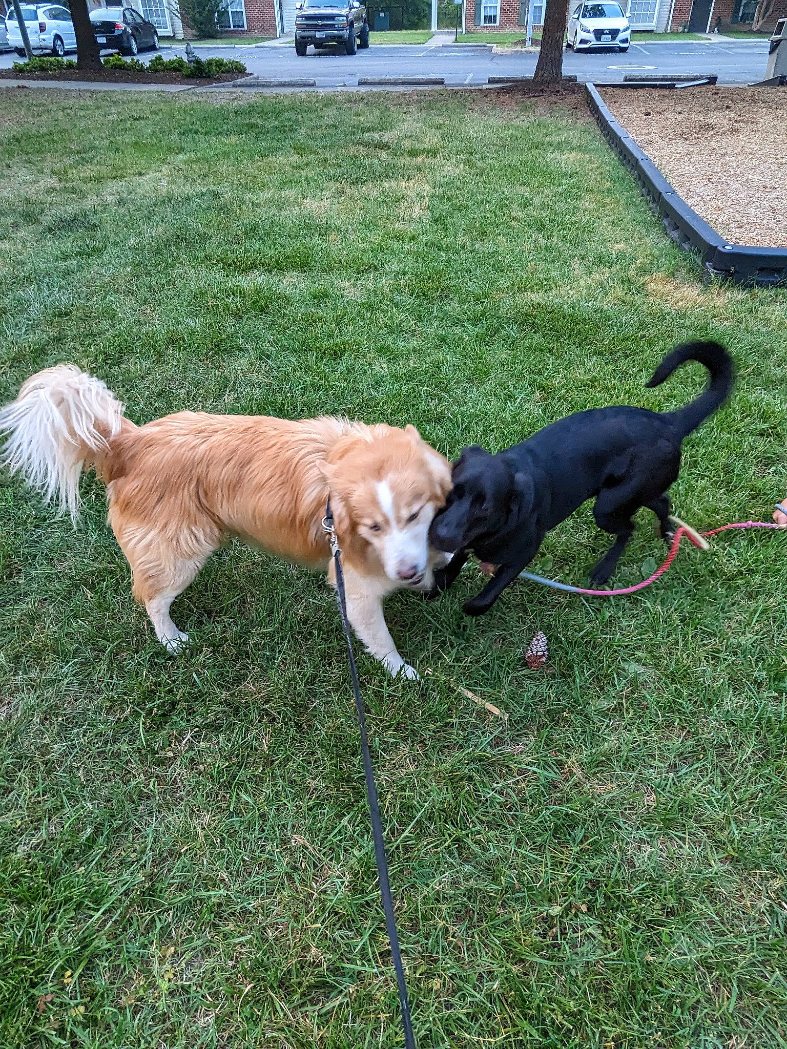 Franklin joined the competition — help win amazing prizes! canidae, carnivore, chair, collar, companion_dog, dog, dog_breed, fawn, grass, leash, plant, sidewalk, sporting_group, tail, tree, truck, wheel, window, working_dog, yard