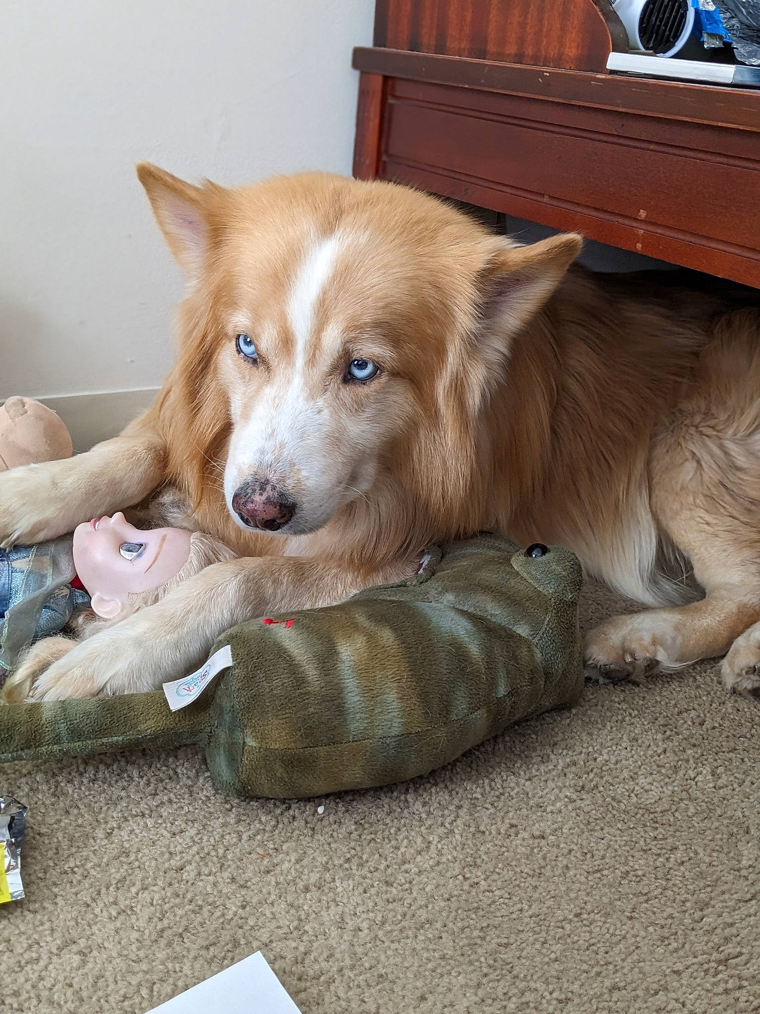 Franklin is registered to the contest to win money with this photo: cabinetry, carnivore, comfort, companion_dog, cupboard, dog, dog_breed, drawer, fawn, flooring, fur, hardwood, liver, mammal, plant, snout, sporting_group, whiskers, wood, working_animal