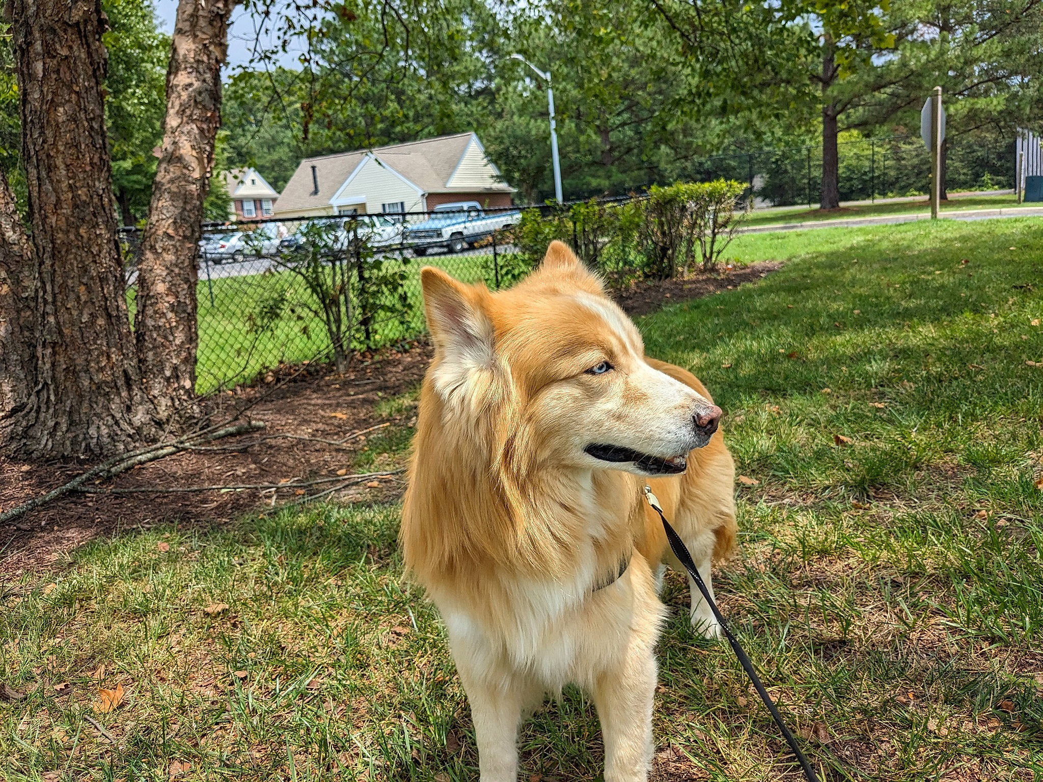 Franklin joined the competition — help win amazing prizes! canidae, carnivore, collar, companion_dog, dog, dog_breed, fawn, fence, grass, herding_dog, leash, plant, snout, spitz, sporting_group, tail, terrestrial_animal, tree, working_animal, working_dog