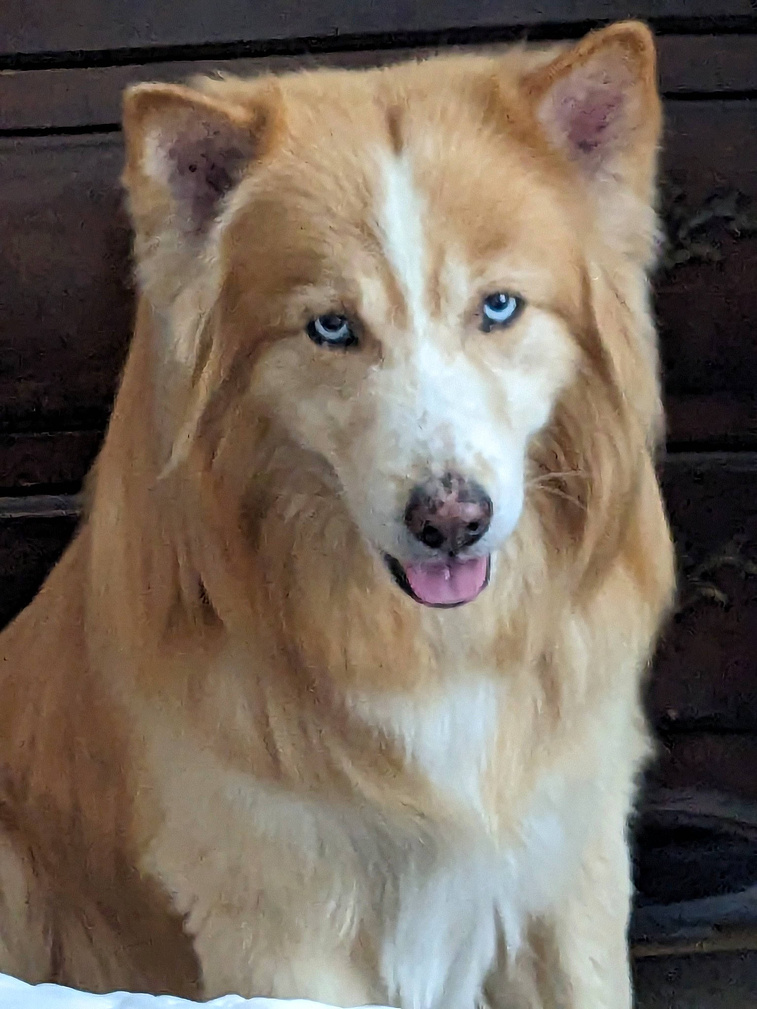 Franklin joined the competition — help win amazing prizes! ancient_dog_breeds, canidae, carnivore, collar, companion_dog, dog, dog_breed, eye, fawn, fur, herding_dog, liver, non_sporting_group, snout, sporting_group, terrestrial_animal, whiskers, working_animal, working_dog