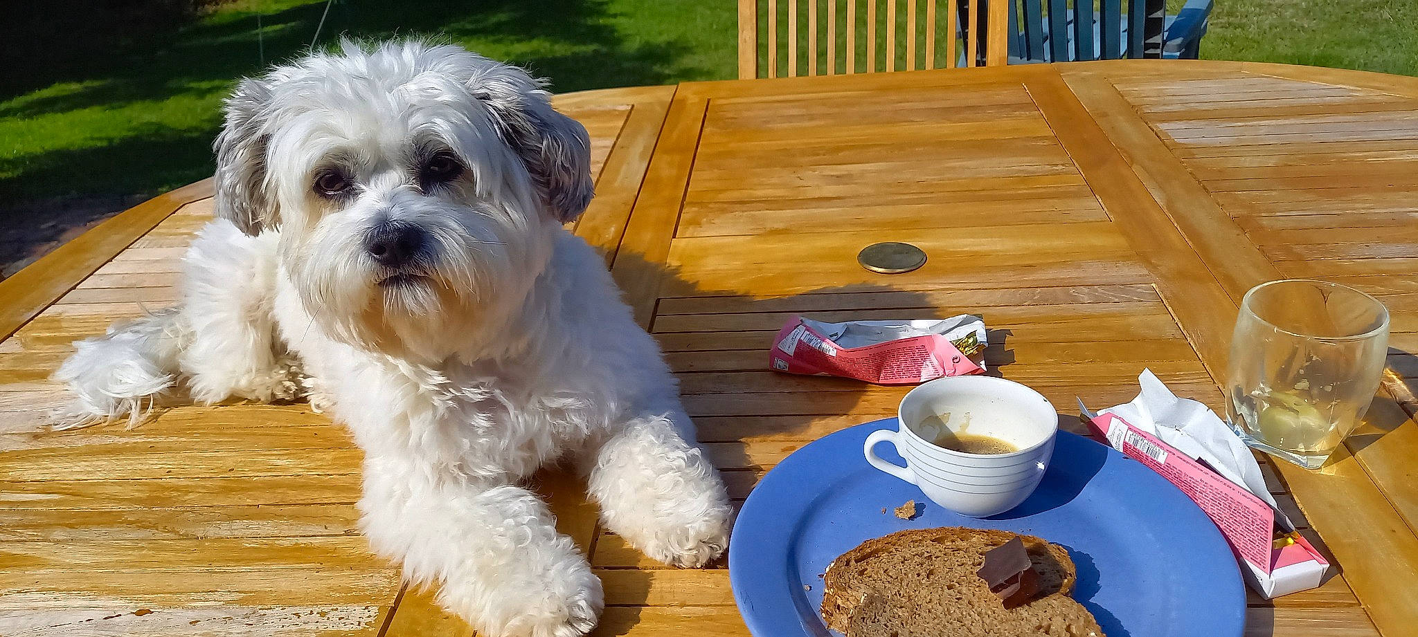Clochette participe au concours pour gagner de l'argent avec cette photo : carnivore, chair, coffee_cup, companion_dog, cup, dish, dishware, dog, dog_breed, drinkware, food, ingredient, outdoor_furniture, serveware, shih_tzu, table, tableware, tea, toy_dog, wood