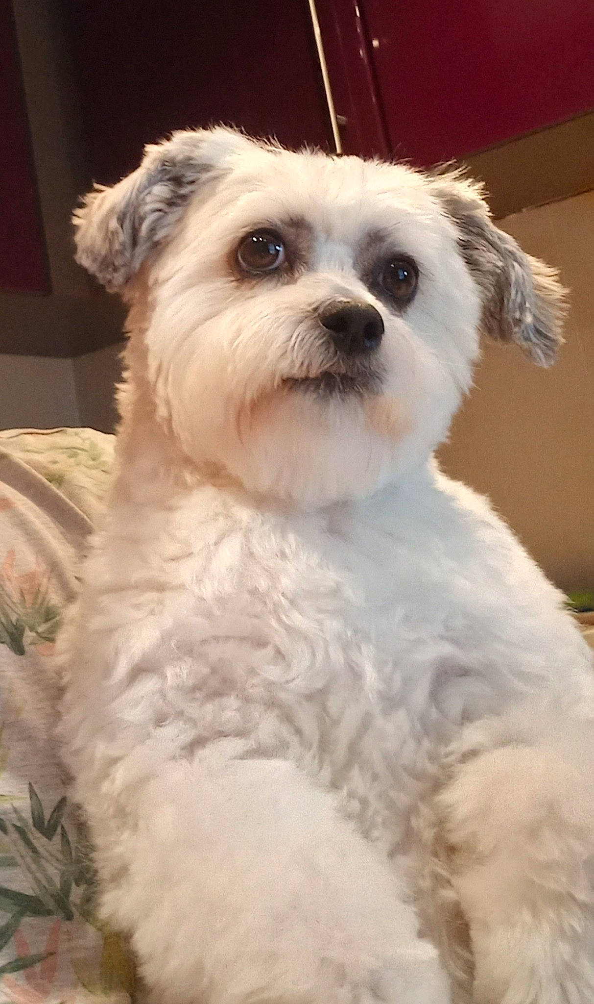 Clochette participe au concours pour gagner de l'argent avec cette photo : ancient_dog_breeds, canidae, carnivore, collar, companion_dog, dog, dog_breed, dog_collar, fur, maltepoo, non_sporting_group, poodle_crossbreed, puppy, small_terrier, snout, sporting_group, terrier, toy_dog, whiskers, working_animal