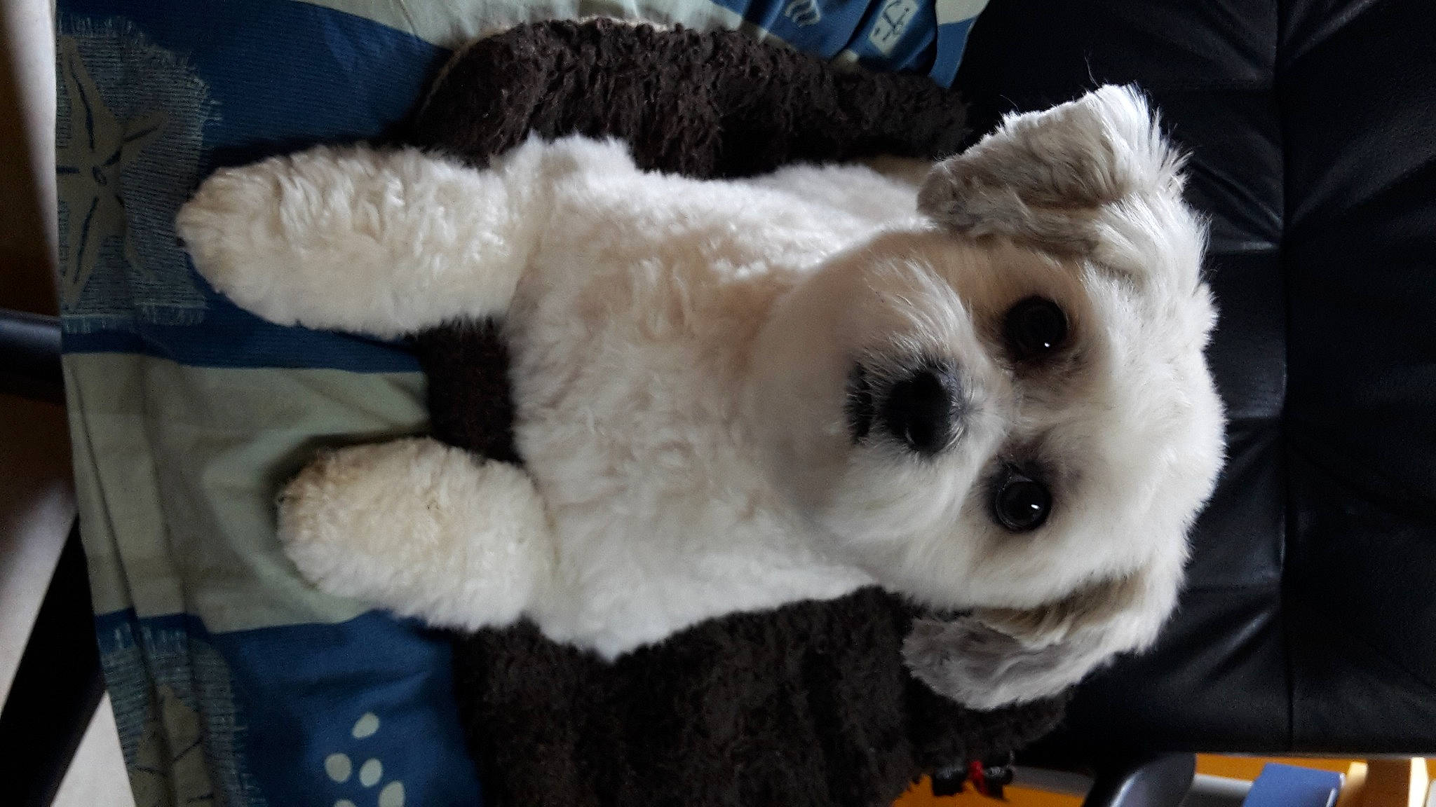 Clochette a rejoint le concours — aidez-le/la à gagner de superbes lots ! canidae, carnivore, companion_dog, dog, dog_breed, dog_supply, fur, labradoodle, panda, puppy, small_terrier, snout, sporting_group, stuffed_toy, tail, terrestrial_animal, terrier, toy, toy_dog, whiskers