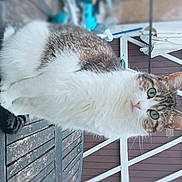Lila a rejoint le concours — aidez-le/la à gagner de superbes lots ! cat, tabby, green_eyes, fluffy, white_fur, brown_fur, wooden_table, outdoor, curious, pet, animal, feline, ears, whiskers, tail, resting, bench, house_wall, umbrella, daylight