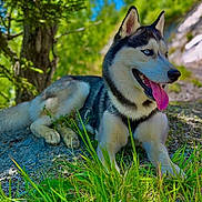 Arrow a rejoint le concours — aidez-le/la à gagner de superbes lots ! dog, husky, animal, outdoor, nature, grass, tree, sunlight, tongue, pet, mammal, forest, canine, lying_down, daylight, scenery, blue_sky, happy, alert, wildlife