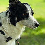 Romy participe au concours pour gagner de l'argent avec cette photo : dog, border_collie, black_and_white, close_up, portrait, outdoor, animal, pet, leash, fur, snout, ear, nature, green_background, grass, canine, side_view, focused, calm, domestic_animal