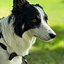 dog, border_collie, black_and_white, close_up, portrait, outdoor, animal, pet, leash, fur, snout, ear, nature, green_background, grass, canine, side_view, focused, calm, domestic_animal