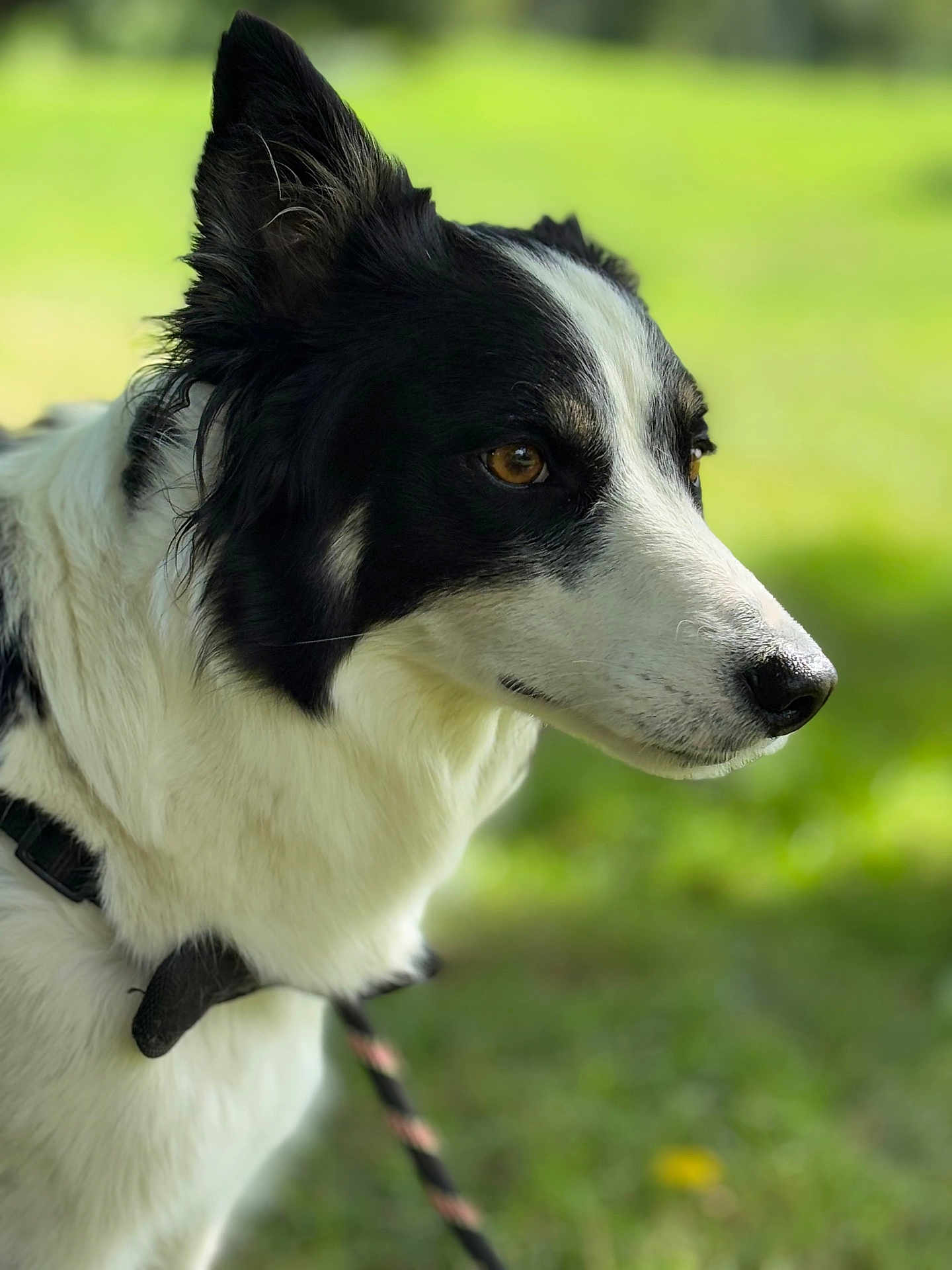 Romy participe au concours pour gagner de l'argent avec cette photo : dog, border_collie, black_and_white, close_up, portrait, outdoor, animal, pet, leash, fur, snout, ear, nature, green_background, grass, canine, side_view, focused, calm, domestic_animal