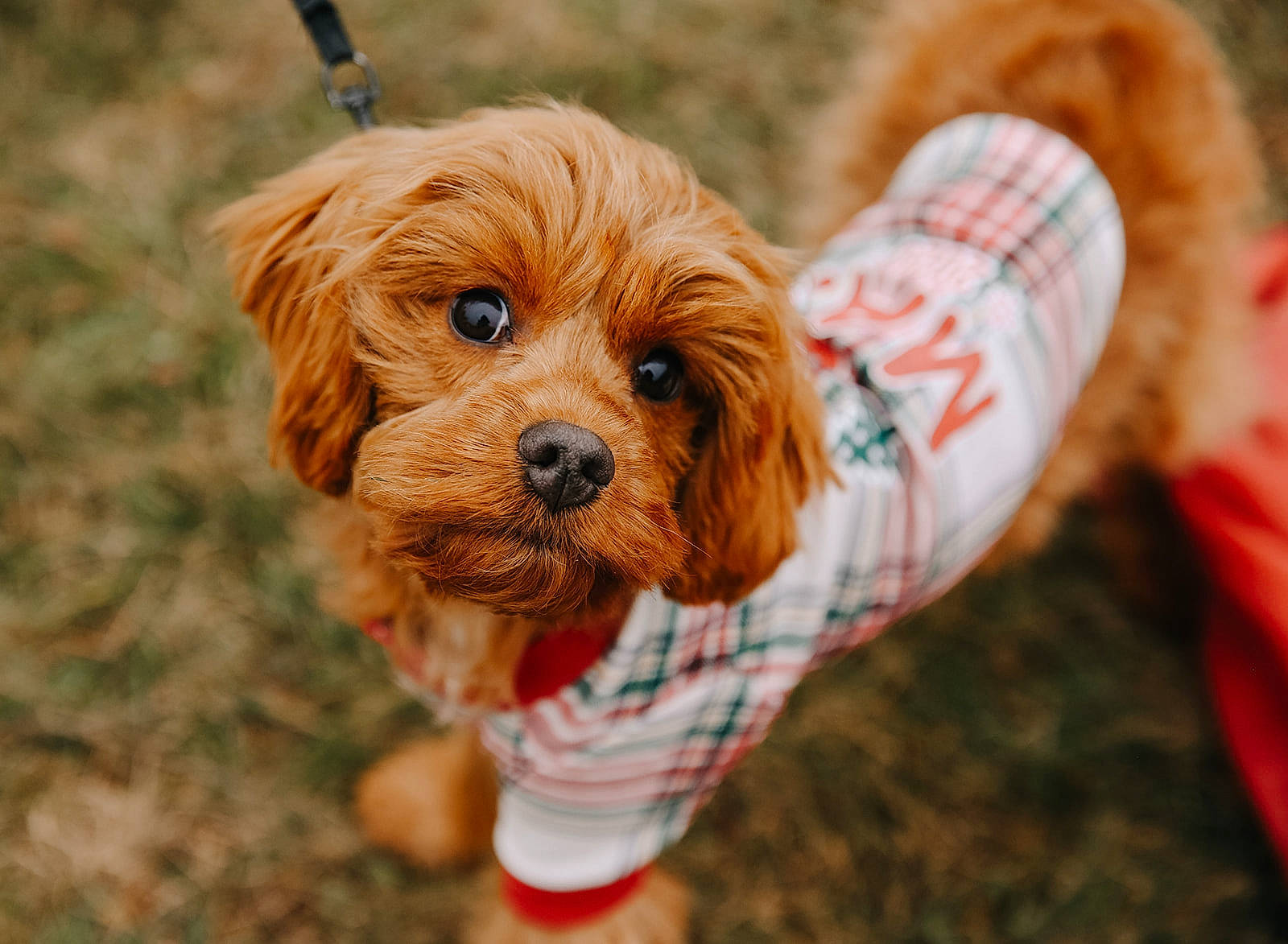 Bitzy is registered to the contest to win money with this photo: canidae, carnivore, cavapoo, companion_dog, dog, dog_breed, dog_clothes, dog_supply, fawn, liver, maltepoo, non_sporting_group, pet_supply, puppy, small_terrier, snout, sporting_group, toy, toy_dog, working_animal