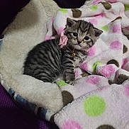 Kira joined the competition — help win amazing prizes! kitten, cat, tabby, pet, collar, bow, bell, blanket, polka_dot, soft, cute, small, fur, animal, indoor, resting, cozy, comfort, sleeping_area, domestic