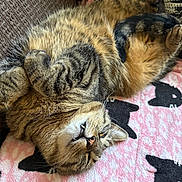 Little joined the competition — help win amazing prizes! cat, tabby, feline, pet, relaxing, sleeping, blanket, pink, black, cozy, fur, whiskers, paw, indoor, cute, animal, resting, soft, comfortable, laying_down