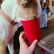 Gravy is registered to the contest to win money with this photo: dog, pet, indoor, hand, red_cup, table, brown_and_white, curious, drinking, collar, furniture, household, close_up, canine, domestic_animal, person_hand, table_edge, background_objects, light, interaction