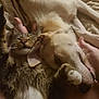 cat, dog, tabby_cat, light_colored_dog, pet, snuggling, blanket, bed, human_hand, cozy, indoor, close_up, cute, relaxed, fur, whiskers, paw, sleepy, companion, affection
