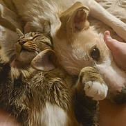 Havoc is registered to the contest to win money with this photo: cat, dog, pet, tabby_cat, light_colored_dog, snuggling, cuddling, relaxed, sleepy, fur, paw, hand, indoor, bed, blanket, close_up, animal, companion, friendship, cozy