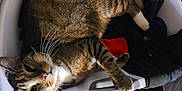Havoc is registered to the contest to win money with this photo: cat, tabby, laundry_basket, clothes, indoor, pet, feline, whiskers, relaxed, cozy, striped, paw, sleepy, household, domestic, cute, animal, resting, fur, comfort