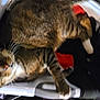 Havoc is registered to the contest to win money with this photo: cat, tabby, laundry_basket, clothes, indoor, pet, feline, relaxed, whiskers, fur, animal, domestic_animal, sleepy, cozy, household, resting, blur, soft_focus, striped, paw
