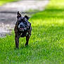 Ulia participe au concours pour gagner de l'argent avec cette photo : animal, brindle, canine, closeup, daytime, dog, ears, grass, greenery, happy, harness, nature, outdoor, path, pet, playful, portrait, sunlight, tongue, walking