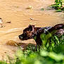 Ulia a rejoint le concours — aidez-le/la à gagner de superbes lots ! animal, canine, curious, daylight, dog, exploration, grass, greenery, harness, mammal, muddy_water, nature, outdoor, pet, plants, pond, side_view, snout, water, wet