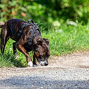 Ulia a rejoint le concours — aidez-le/la à gagner de superbes lots ! animal, brindle_coat, canine, canine_behavior, close_up, curious, daylight, dog, exploration, grass, gravel_path, greenery, harness, mammal, nature, outdoor, pet, side_view, sniffing, walking