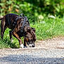 animal, brindle_coat, canine, canine_behavior, close_up, curious, daylight, dog, exploration, grass, gravel_path, greenery, harness, mammal, nature, outdoor, pet, side_view, sniffing, walking