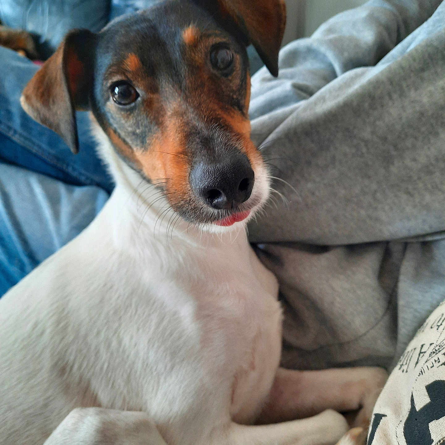 Loky