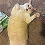 cat, carpet, pet, animal, indoor, feline, playful, relaxed, paw, fur, cream_color, cute, lying_down, whiskers, tail, domestic_animal, foot, bag, treats, happy