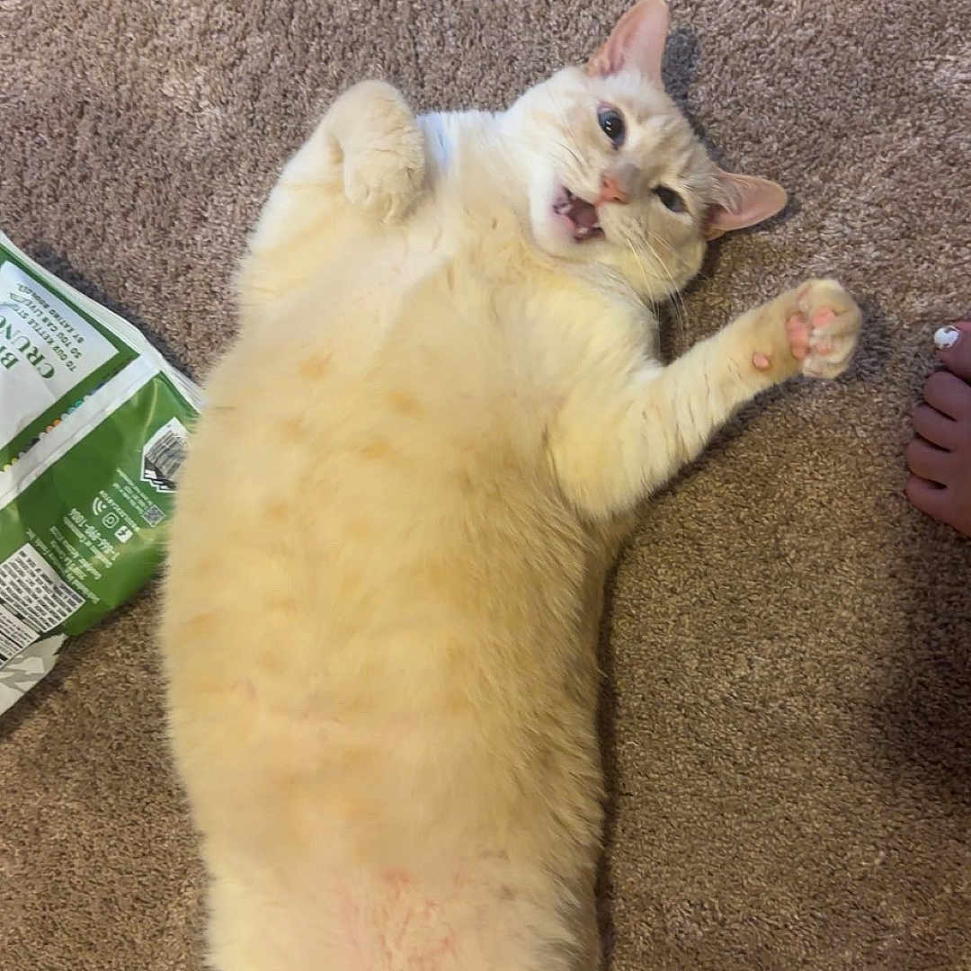 Peanut is registered to the contest to win money with this photo: animal, bag, carpet, cat, cream_color, cute, domestic_animal, feline, foot, fur, happy, indoor, lying_down, paw, pet, playful, relaxed, tail, treats, whiskers