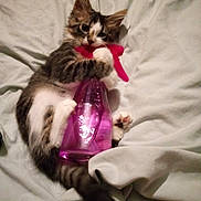 Babyboy is registered to the contest to win money with this photo: kitten, cat, pet, animal, feline, cute, playful, spray_bottle, pink, blanket, indoor, lying_down, fur, paws, whiskers, tail, curious, domestic_animal, young, resting