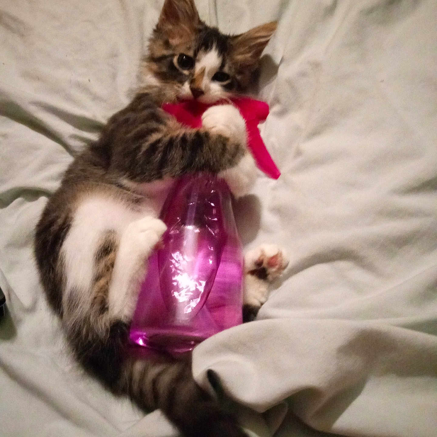 Babyboy is registered to the contest to win money with this photo: kitten, cat, pet, animal, feline, cute, playful, spray_bottle, pink, blanket, indoor, lying_down, fur, paws, whiskers, tail, curious, domestic_animal, young, resting