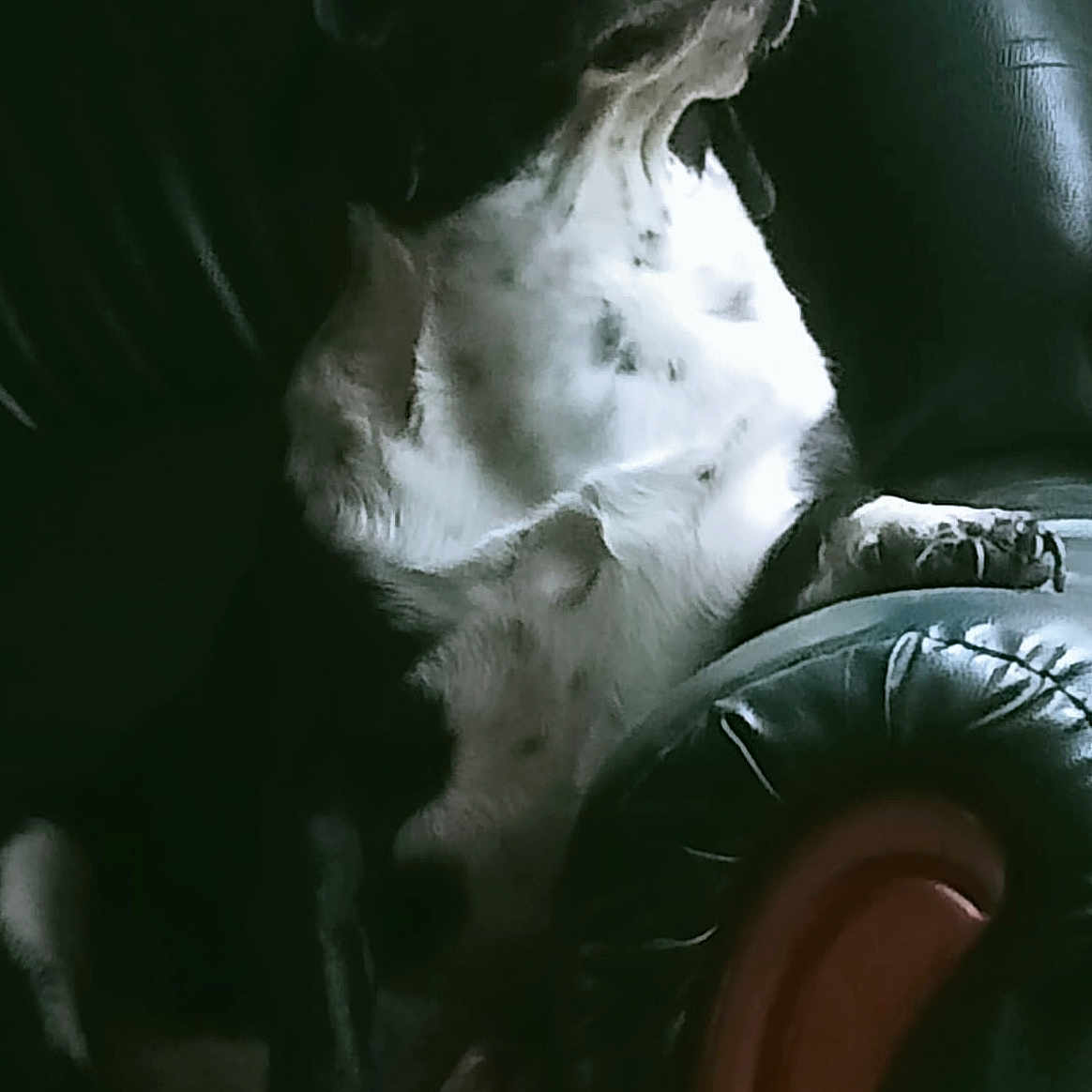 Inky a rejoint le concours — aidez-le/la à gagner de superbes lots ! art, automotive_design, automotive_lighting, automotive_tire, carnivore, companion_dog, darkness, dog, dog_breed, fictional_character, flash_photography, metal, sitting, sporting_group, synthetic_rubber, tire, tire_care, tread, whiskers, working_animal