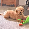 dog, puppy, carpet, plush_toy, green_toy, orange_toy, indoor, furniture, cabinet, pet, curious, fluffy, apricot_color, resting, animal, cute, young_dog, home, toy, cozy