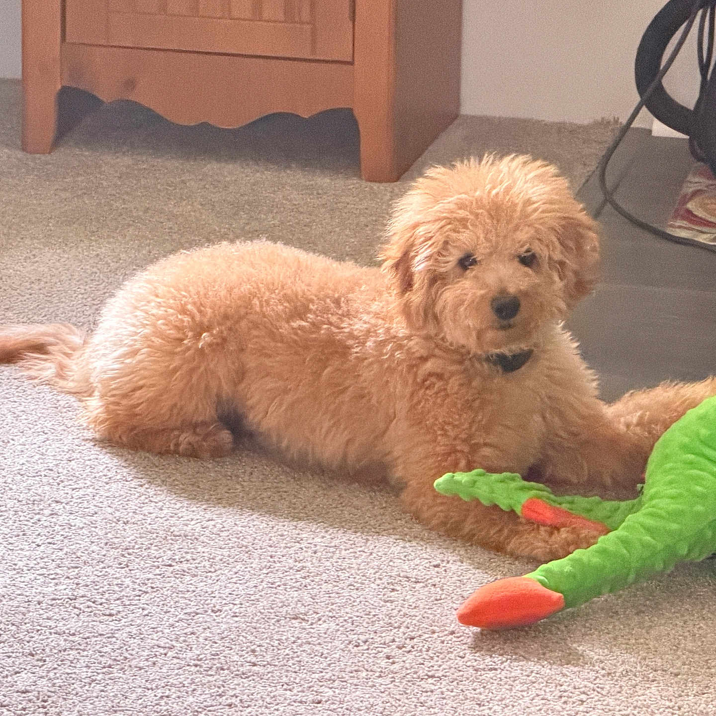 Teddy