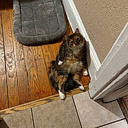 Rusia joined the competition — help win amazing prizes! cat, fluffy, wooden_floor, tile_floor, pet_bed, relaxed, indoor, curious, multi_colored, fur, wall, corner, paw, animal, domestic_animal, looking_up, home, texture, floor_transition, pet