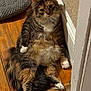 Rusia is registered to the contest to win money with this photo: cat, fluffy, relaxed, wooden_floor, indoor, pet_bed, curious, tabby, white_paws, furry, sitting, looking, tail, wall, cozy, domestic, cute, animal, whiskers, floor